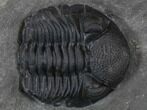 Large Eldredgeops Trilobite (Tail Tucked) - New York #35138-1